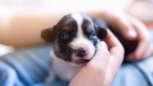 chiot nouveau-né